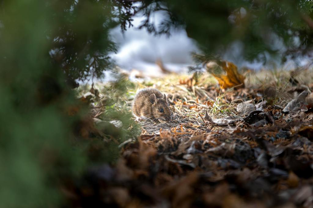Lovande behandling mot&nbsp;åldrandet